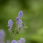 探讨不良研究所中的唐诗宋词文化影响 305zoe85gs